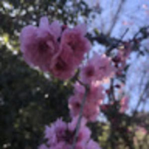 Meet your Posher, Merit